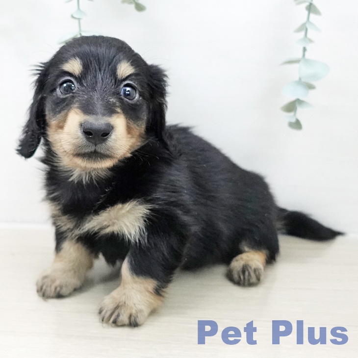 埼玉県のカニンヘンダックスフンド(ロング) (ペッツワン 吉川美南店/2025年10月6日生まれ/男の子/ブラックタン)の子犬の2枚目の画像