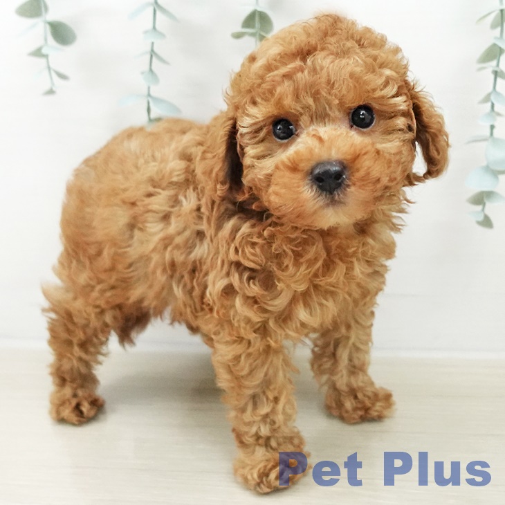 トイ・プードル