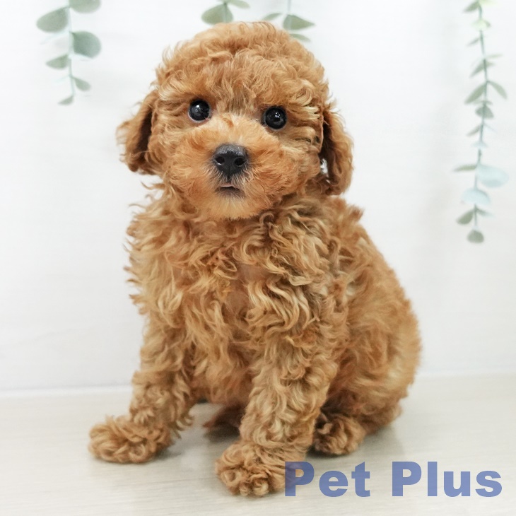 トイ・プードル