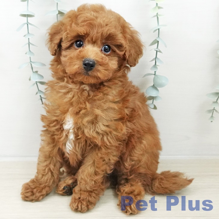 埼玉県のトイプードル(トイ) (ペットプラス イオンモール春日部店/2025年10月5日生まれ/男の子/レッド)の子犬の1枚目の画像