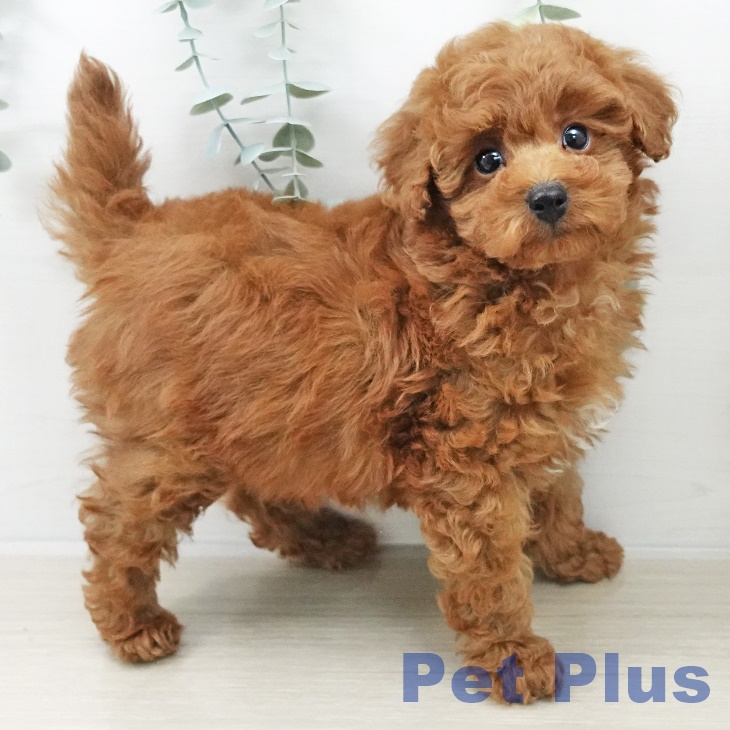 埼玉県のトイプードル(トイ) (ペットプラス イオンモール春日部店/2025年10月5日生まれ/男の子/レッド)の子犬の2枚目の画像