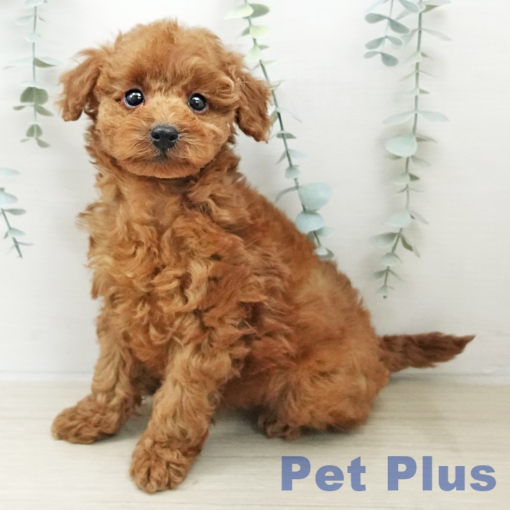 トイ・プードル