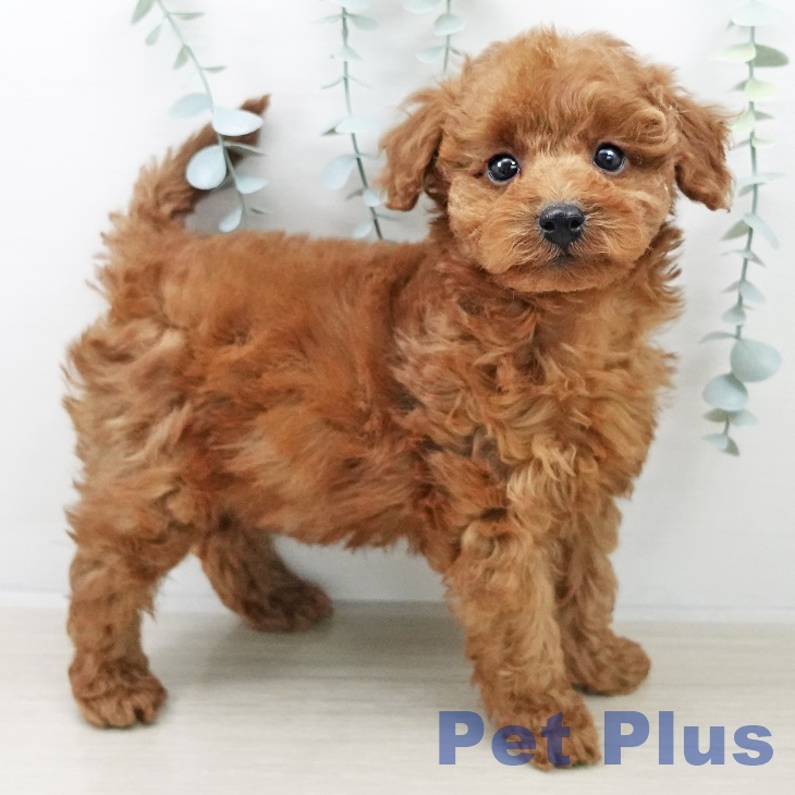 トイ・プードル