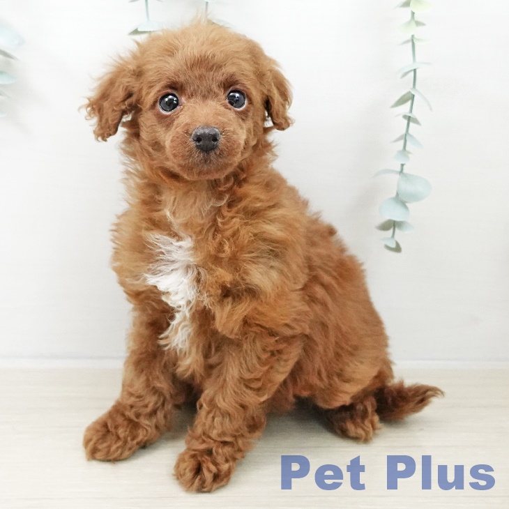 トイ・プードル