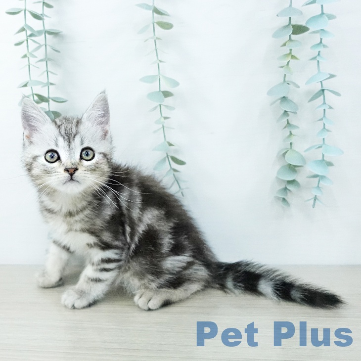 アメリカンショートヘアの写真2