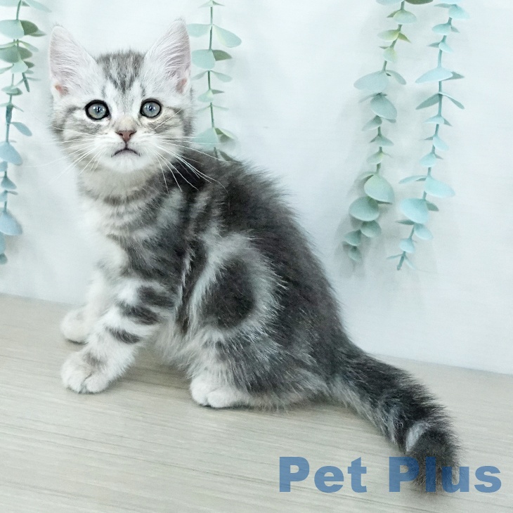 千葉県のアメリカンショートヘアー (ペットプラス 幕張新都心店/2025年9月28日生まれ/男の子/ブルータビー)の子猫の1枚目の画像