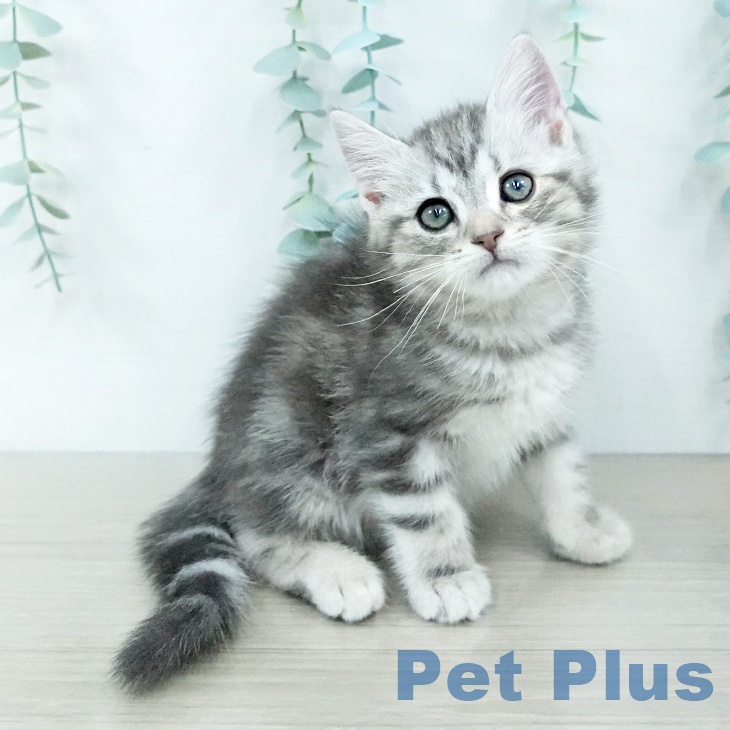 千葉県のアメリカンショートヘアー (ペットプラス 幕張新都心店/2025年9月28日生まれ/男の子/ブルータビー)の子猫の2枚目の画像