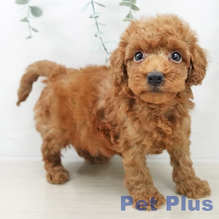 トイ・プードルの写真2