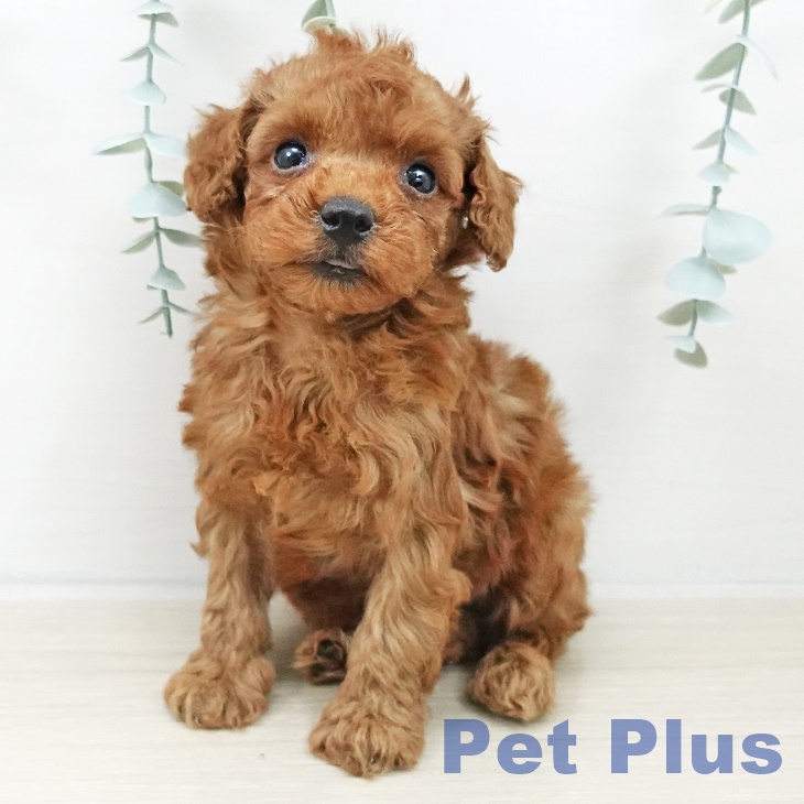 トイ・プードル