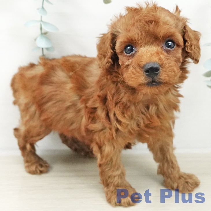 トイ・プードル