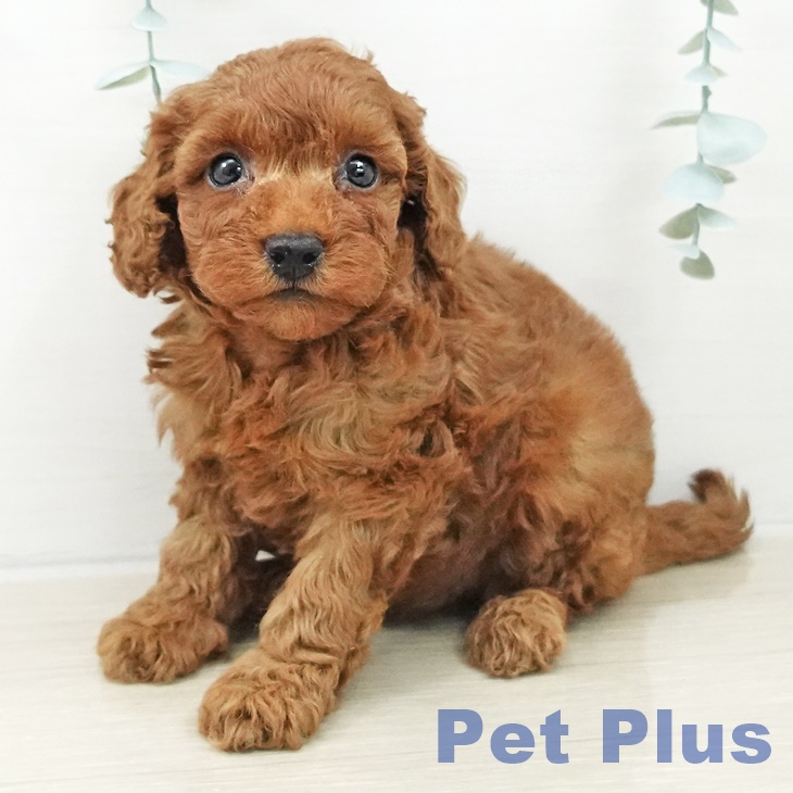 トイ・プードル