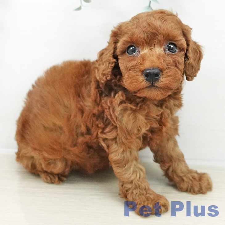 トイ・プードル