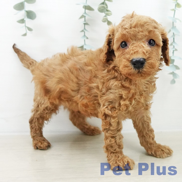 青森県のトイプードル(トイ) (ペットプラス 青森浜田店/2025年10月6日生まれ/男の子/レッド)の子犬の1枚目の画像