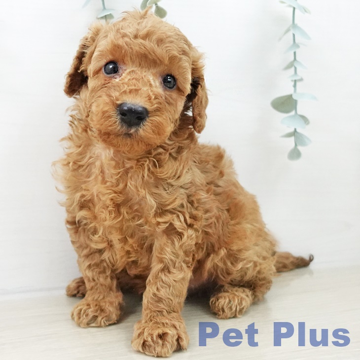 青森県のトイプードル(トイ) (ペットプラス 青森浜田店/2025年10月6日生まれ/男の子/レッド)の子犬の2枚目の画像