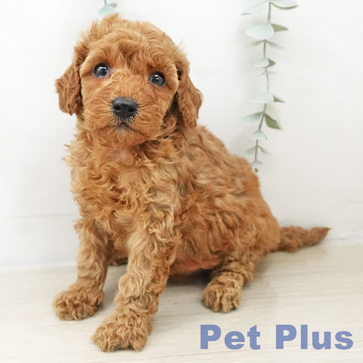 トイ・プードル