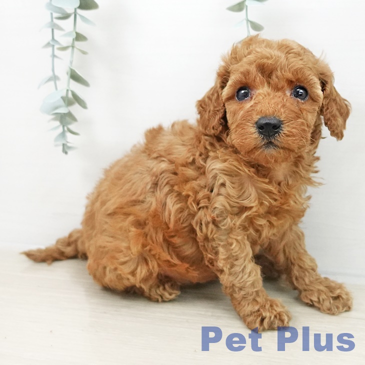 トイ・プードル