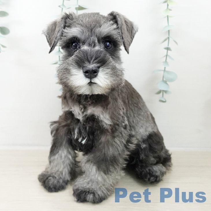 埼玉県のミニチュアシュナウザー (ペッツワン 吉川美南店/2025年9月30日生まれ/男の子/ソルトペッパー)の子犬の1枚目の画像