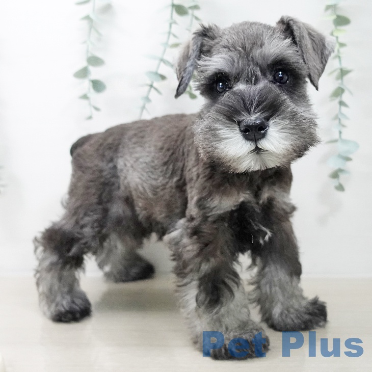 埼玉県のミニチュアシュナウザー (ペッツワン 吉川美南店/2025年9月30日生まれ/男の子/ソルトペッパー)の子犬の2枚目の画像