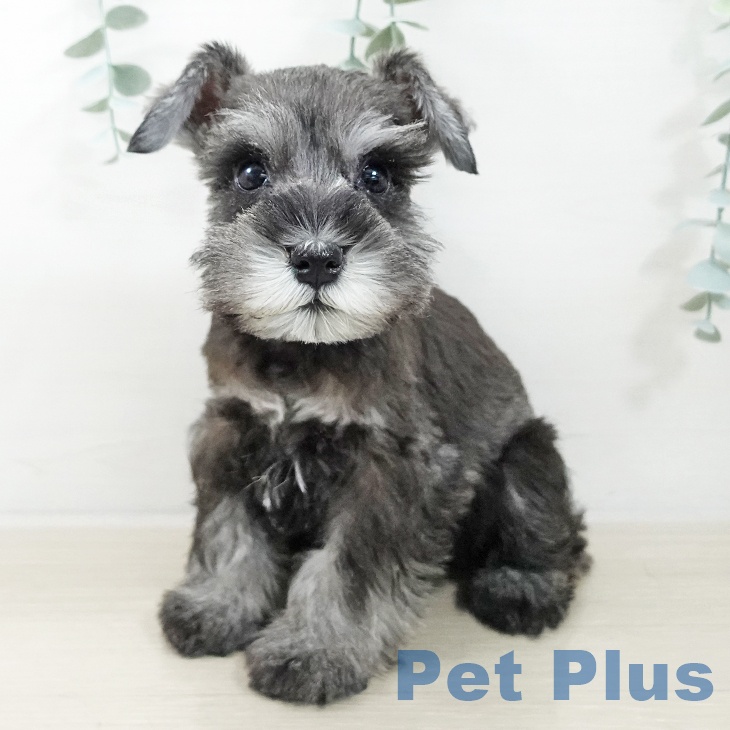 ミニチュア・シュナウザー