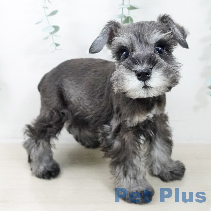 ミニチュア・シュナウザー