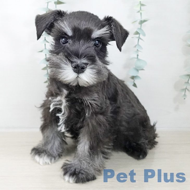 埼玉県のミニチュアシュナウザー (ペットプラス イオンモール春日部店/2025年9月30日生まれ/男の子/ブラックシルバー)の子犬の1枚目の画像
