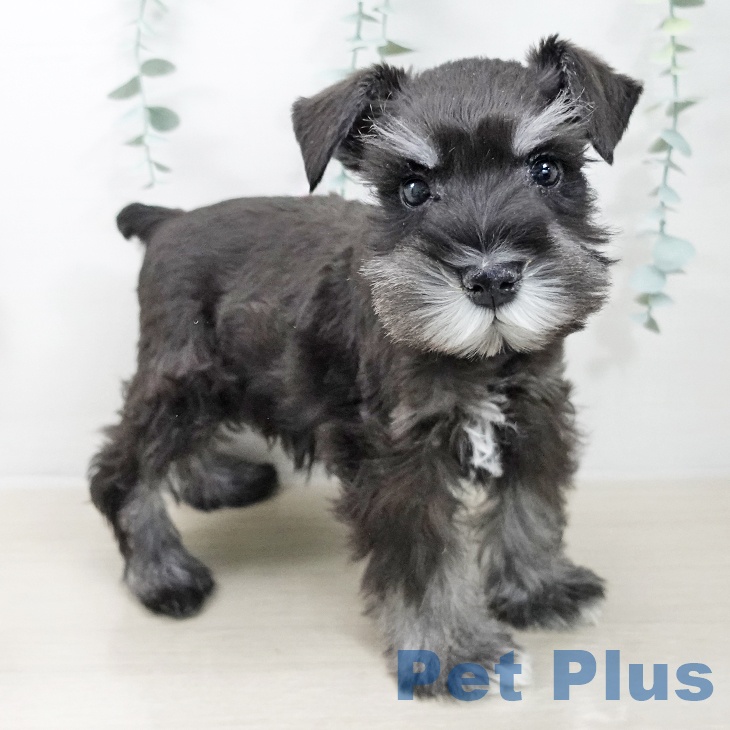 埼玉県のミニチュアシュナウザー (ペットプラス イオンモール春日部店/2025年9月30日生まれ/男の子/ブラックシルバー)の子犬の2枚目の画像