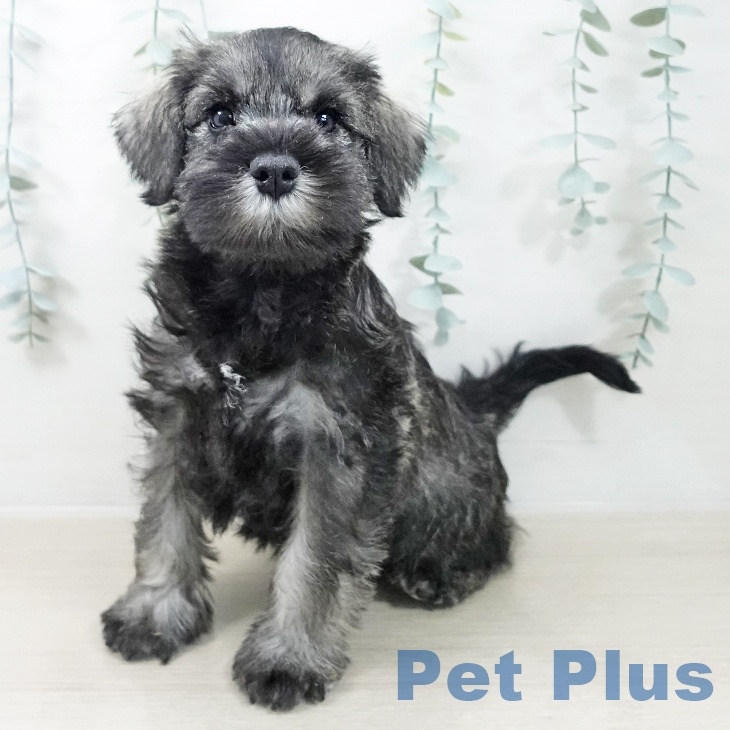 神奈川県のミニチュアシュナウザー (ペッツワン 横須賀久里浜店/2025年10月6日生まれ/男の子/ソルトペッパー)の子犬の1枚目の画像