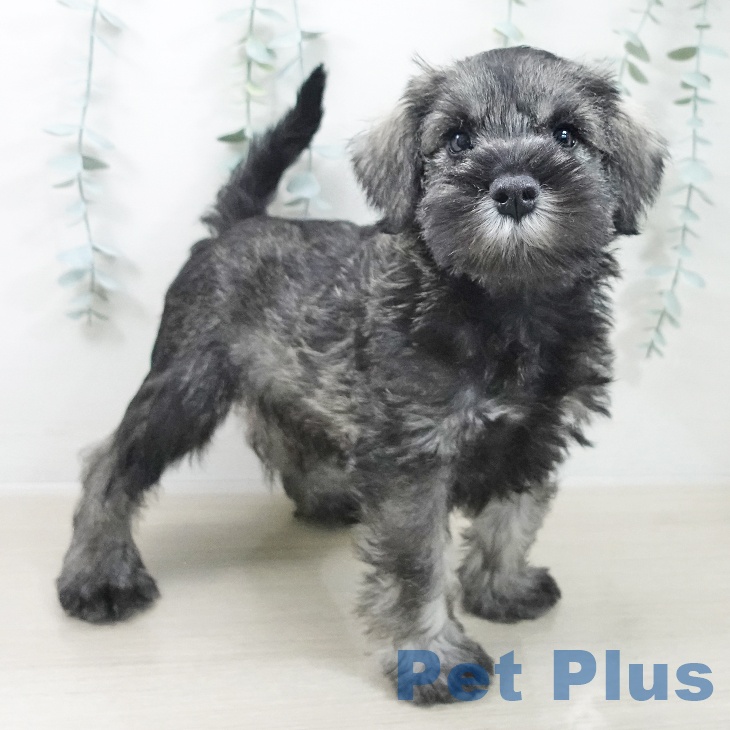 神奈川県のミニチュアシュナウザー (ペッツワン 横須賀久里浜店/2025年10月6日生まれ/男の子/ソルトペッパー)の子犬の2枚目の画像