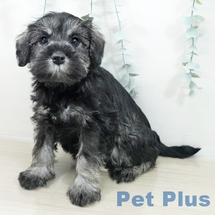 茨城県のミニチュアシュナウザー (ペッツワン つくば店/2025年10月6日生まれ/女の子/ソルトペッパー)の子犬の1枚目の画像