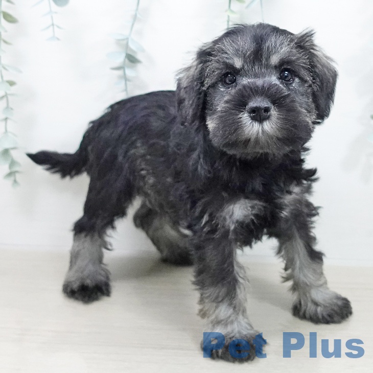 茨城県のミニチュアシュナウザー (ペッツワン つくば店/2025年10月6日生まれ/女の子/ソルトペッパー)の子犬の2枚目の画像