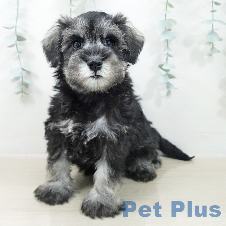神奈川県のミニチュアシュナウザー (ペットプラス 海老名店/2025年10月6日生まれ/女の子/ソルトペッパー)の子犬の1枚目の画像