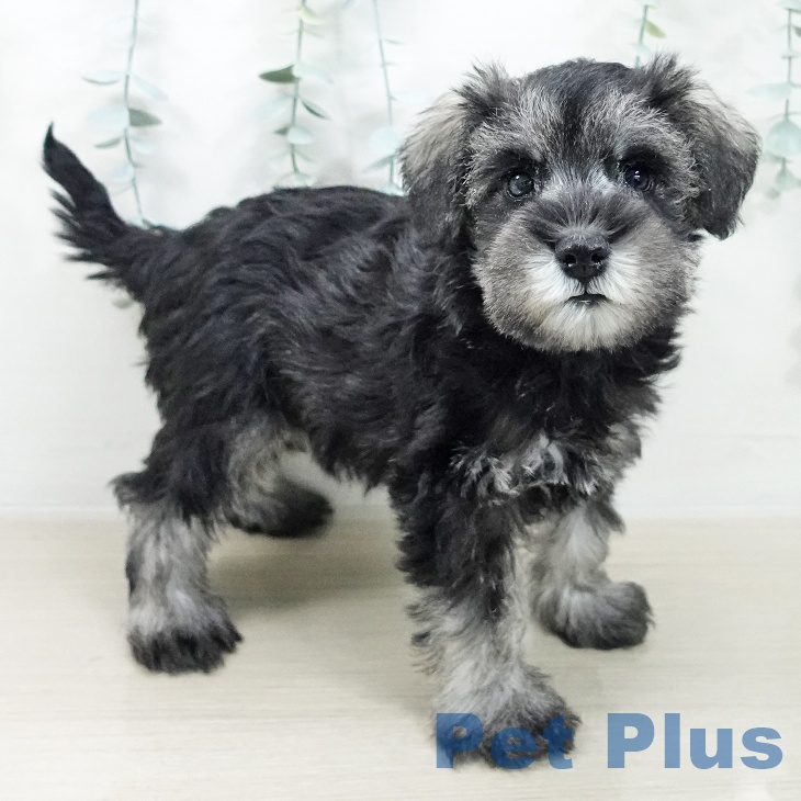 神奈川県のミニチュアシュナウザー (ペットプラス 海老名店/2025年10月6日生まれ/女の子/ソルトペッパー)の子犬の2枚目の画像