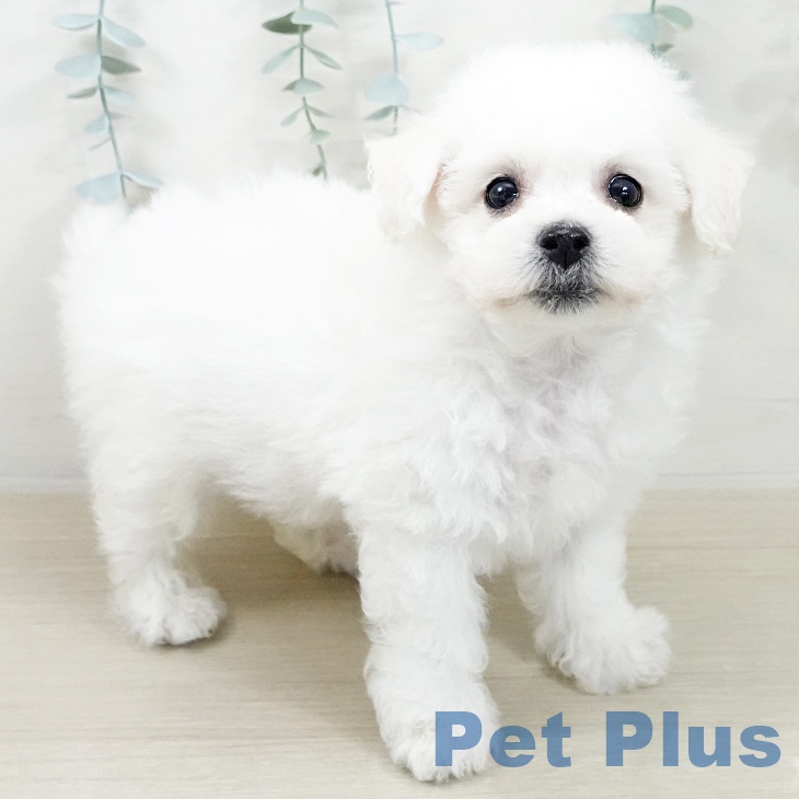 東京都のビションフリーゼ (ペットプラス 多摩平の森店/2025年10月5日生まれ/男の子/ホワイト)の子犬の1枚目の画像