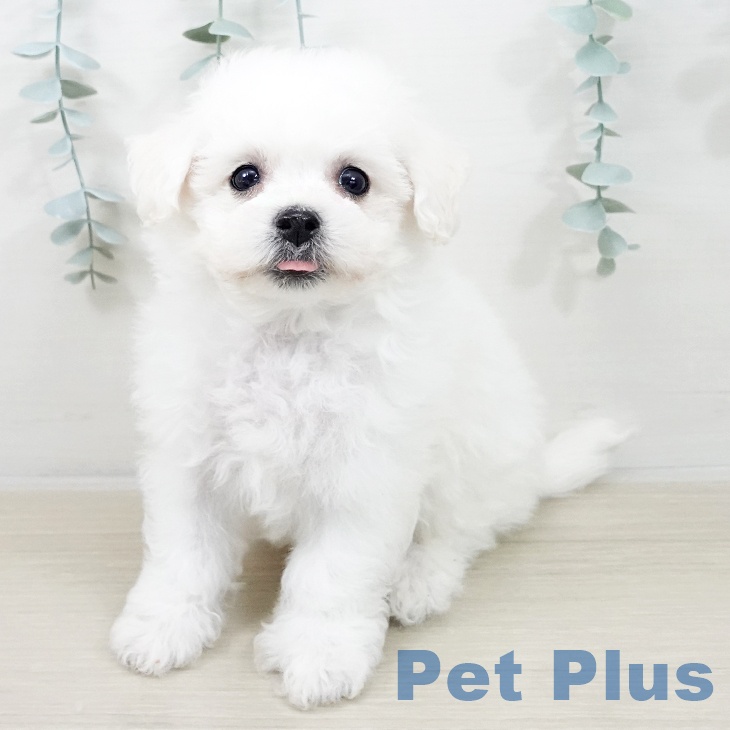 東京都のビションフリーゼ (ペットプラス 多摩平の森店/2025年10月5日生まれ/男の子/ホワイト)の子犬の2枚目の画像