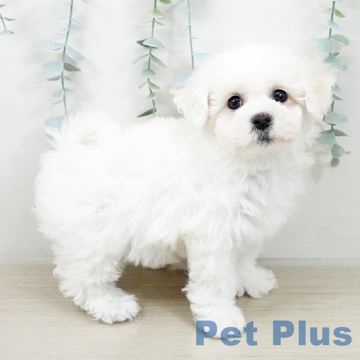 ビション・フリーゼの写真2