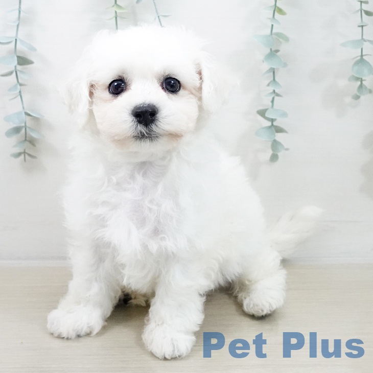 ビション・フリーゼ