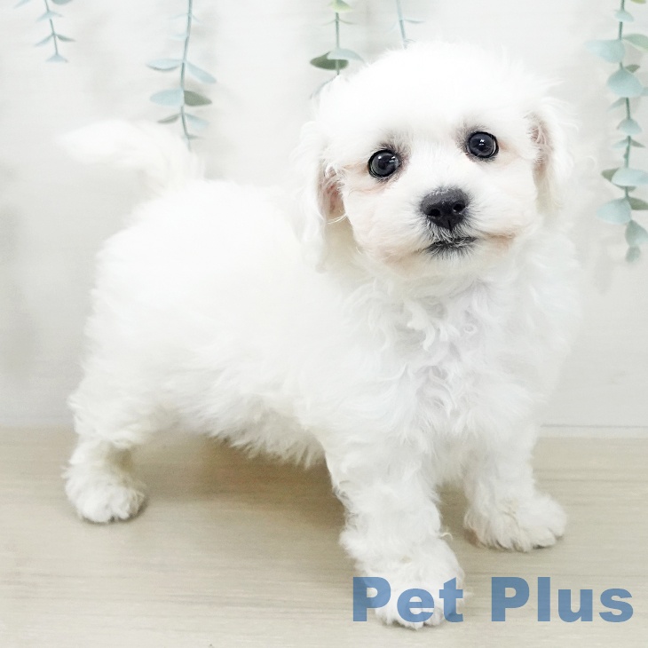 ビション・フリーゼ