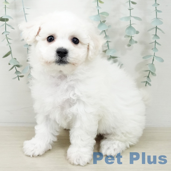 山形県のビションフリーゼ (ペットプラス 天童店/2025年10月5日生まれ/女の子/ホワイト)の子犬