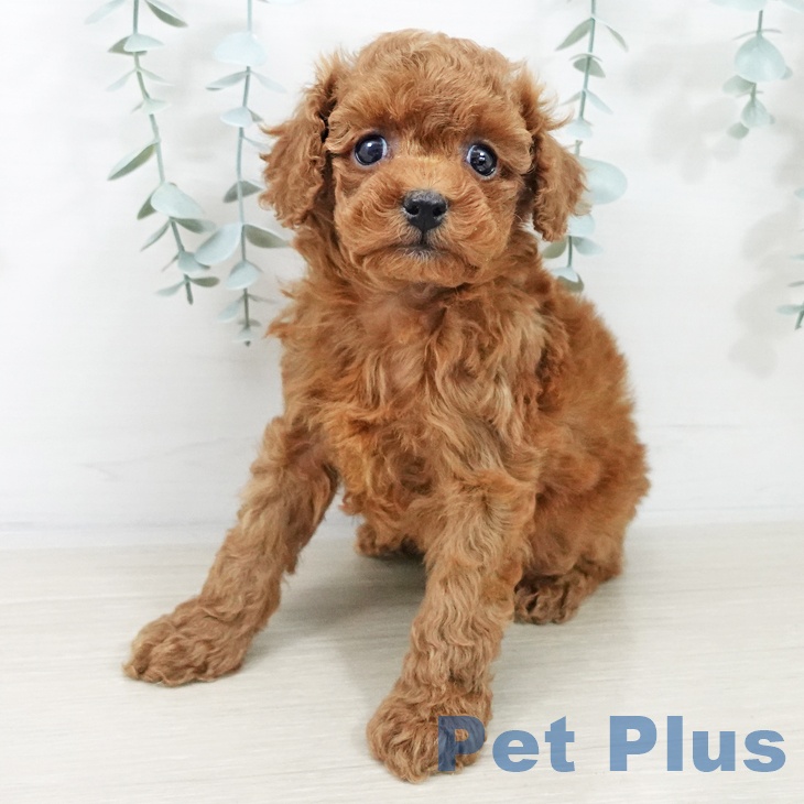 トイ・プードルの写真2