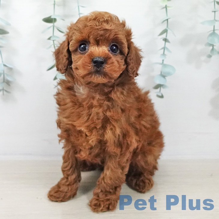 トイ・プードル