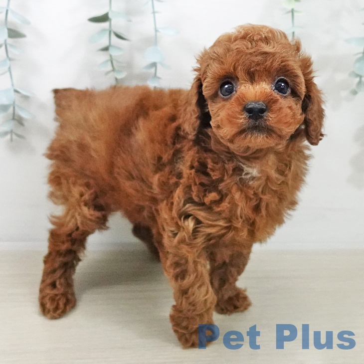 トイ・プードル