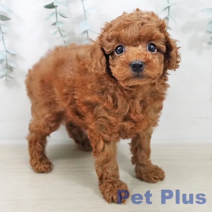 トイ・プードル