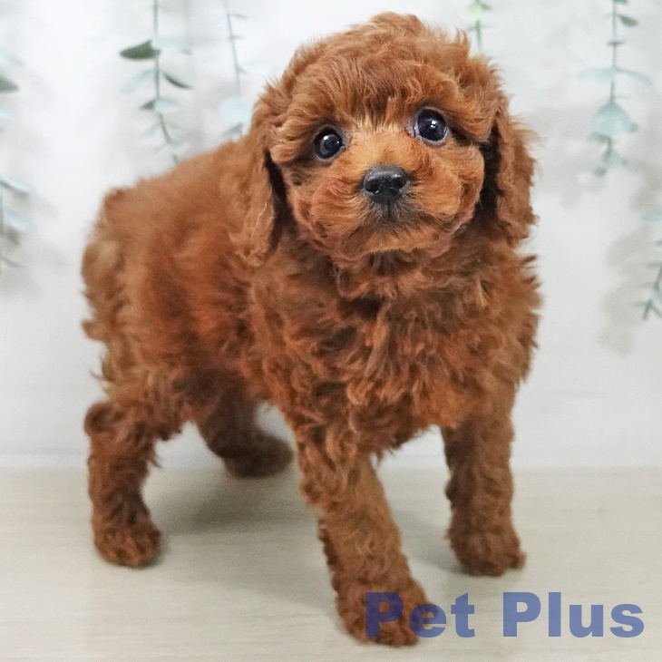 埼玉県のトイプードル(トイ) (ペッツワン 吉川美南店/2025年10月5日生まれ/男の子/レッド)の子犬の2枚目の画像