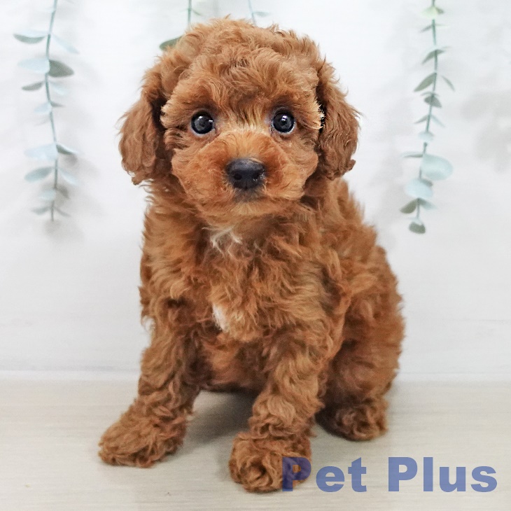 トイ・プードルの写真2