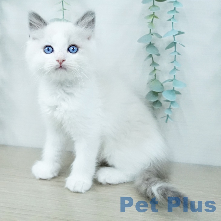 埼玉県のラグドール (ペットプラス ららぽーと富士見店/2025年10月6日生まれ/男の子/ブルーポイントバイカラー)の子猫の1枚目の画像