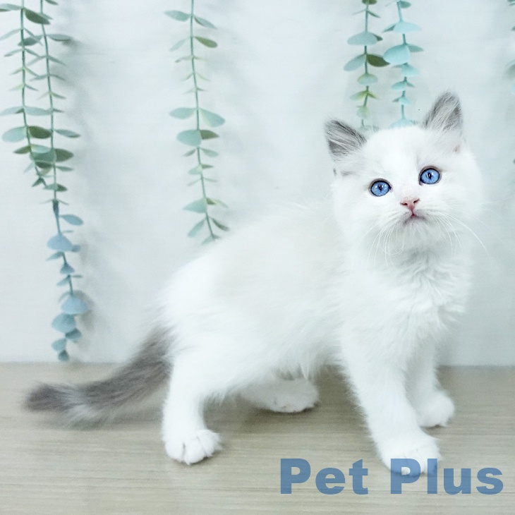 埼玉県のラグドール (ペットプラス ららぽーと富士見店/2025年10月6日生まれ/男の子/ブルーポイントバイカラー)の子猫の2枚目の画像