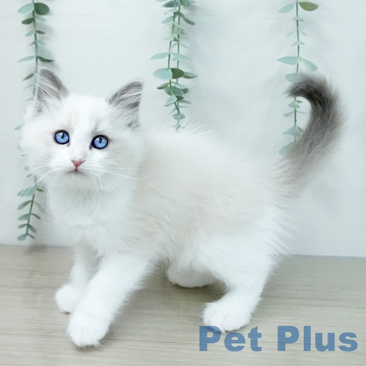 埼玉県のラグドール (ペッツワン 吉川美南店/2025年10月6日生まれ/女の子/ブルーポイントバイカラー)の子猫の2枚目の画像