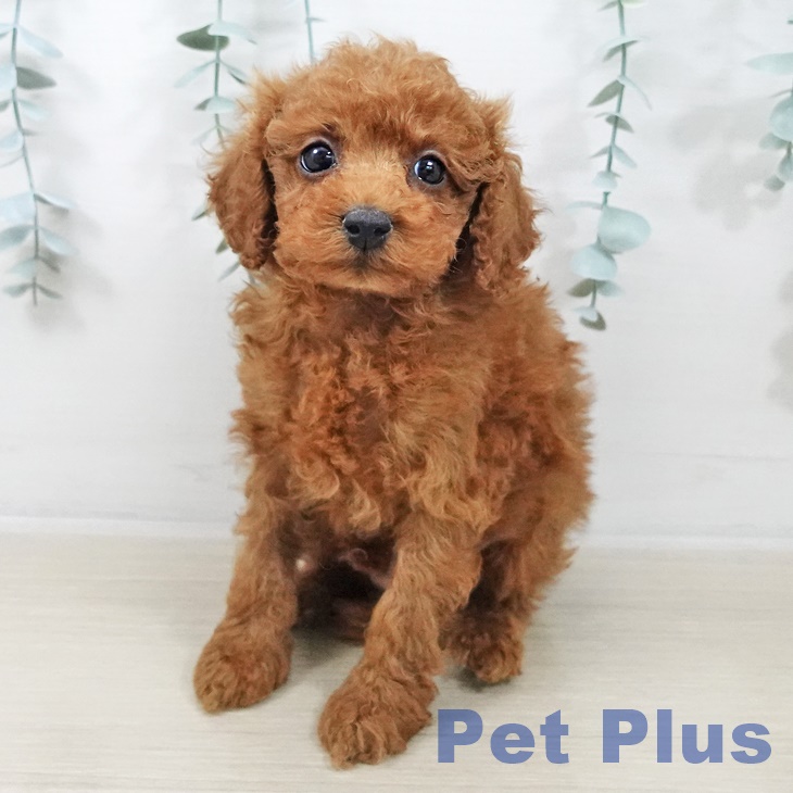 トイ・プードル