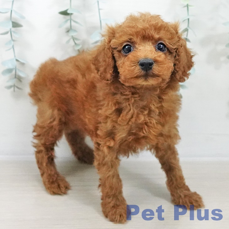 トイ・プードル