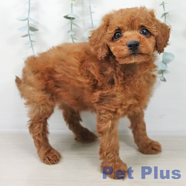 トイ・プードル